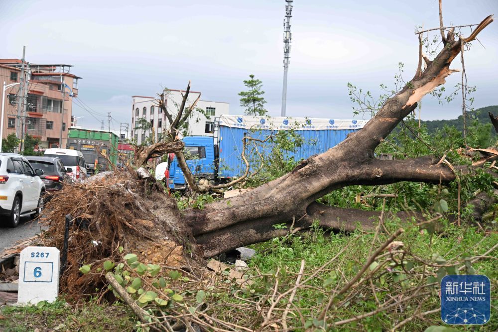 广州龙卷风致5人死亡33人受伤 灾后恢复工作正有序进行 广州龙卷风致5人死亡33人受伤 灾后恢复工作正有序进行