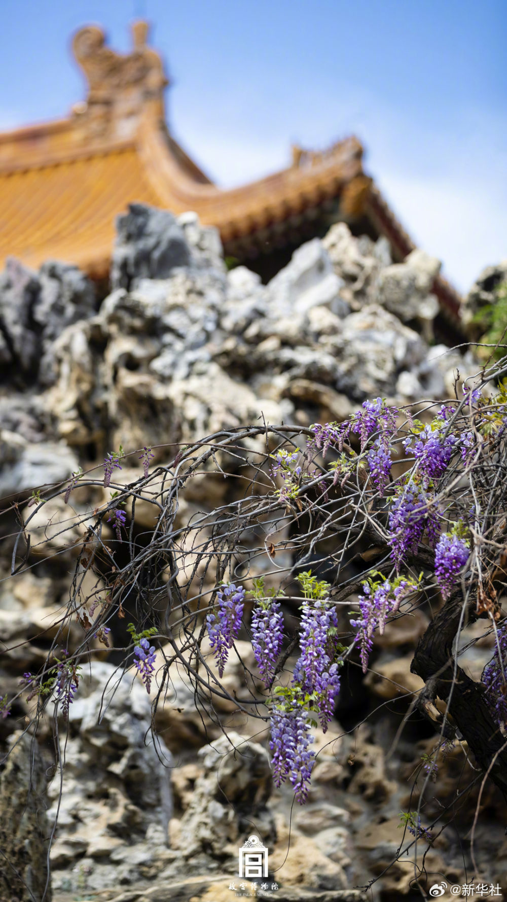 浪漫！故宫紫藤花开
