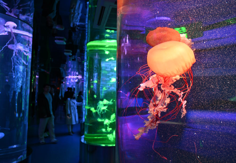 “深海奇幻”赏水母 “深海奇幻”赏水母