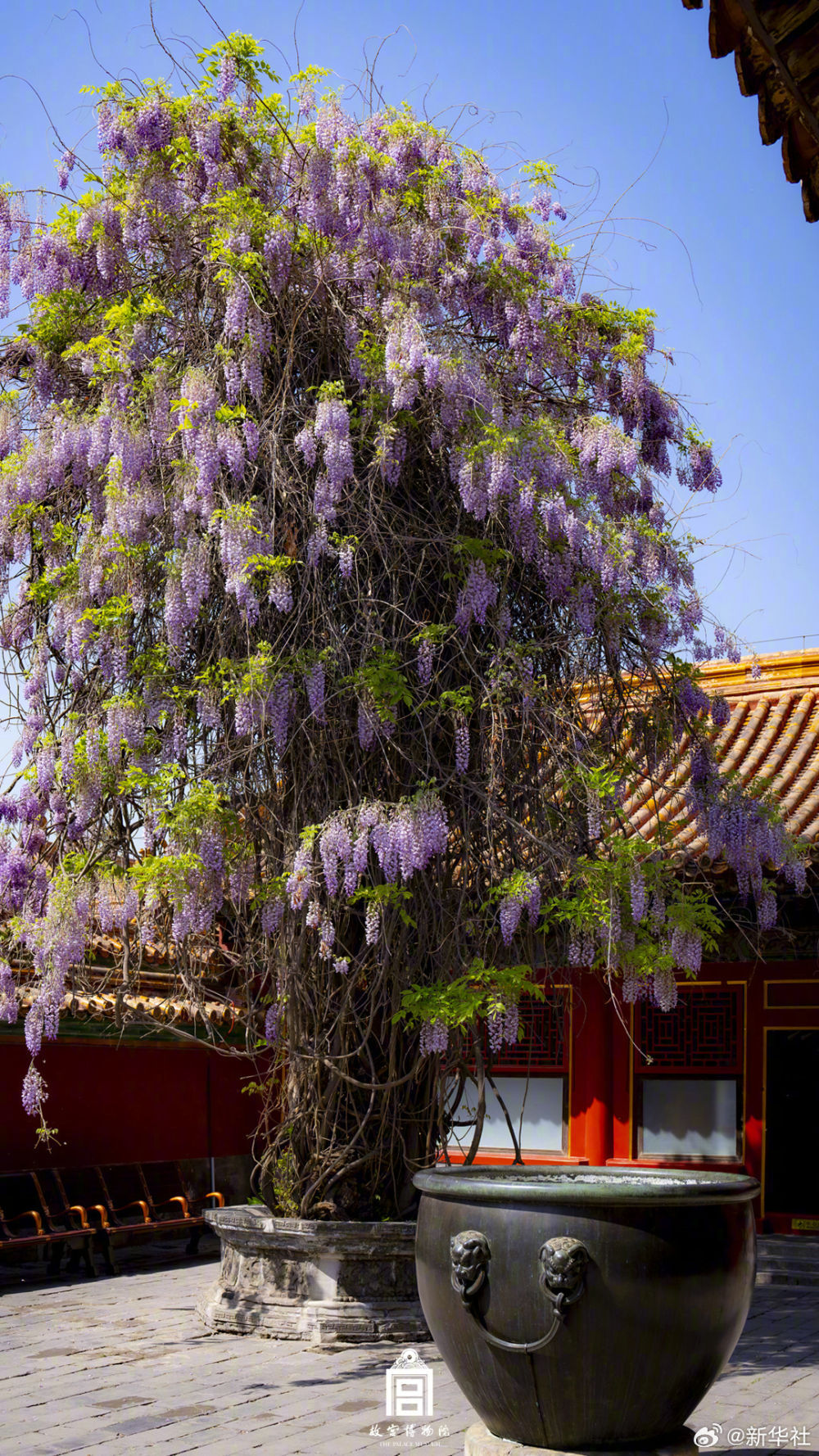 浪漫！故宫紫藤花开