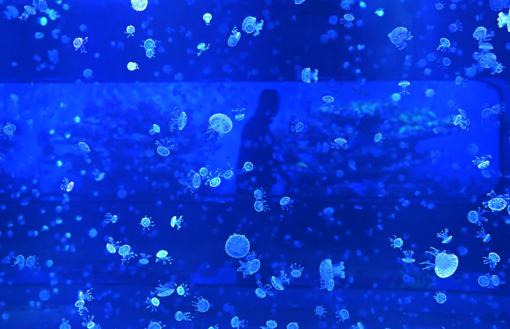 “深海奇幻”赏水母 “深海奇幻”赏水母