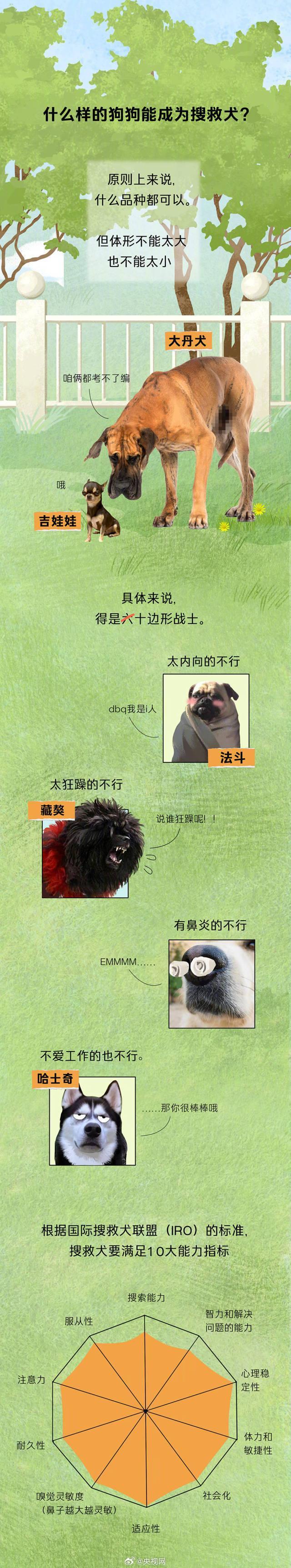 今天是国际搜救犬日，来看一只小狗是怎样成为搜救犬的