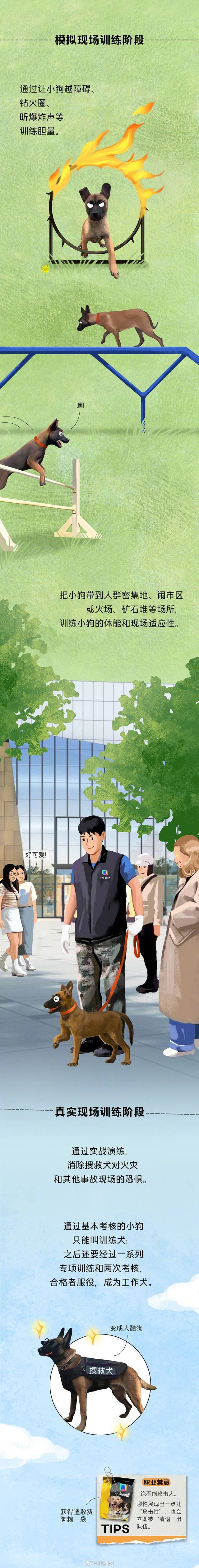 今天是国际搜救犬日，来看一只小狗是怎样成为搜救犬的