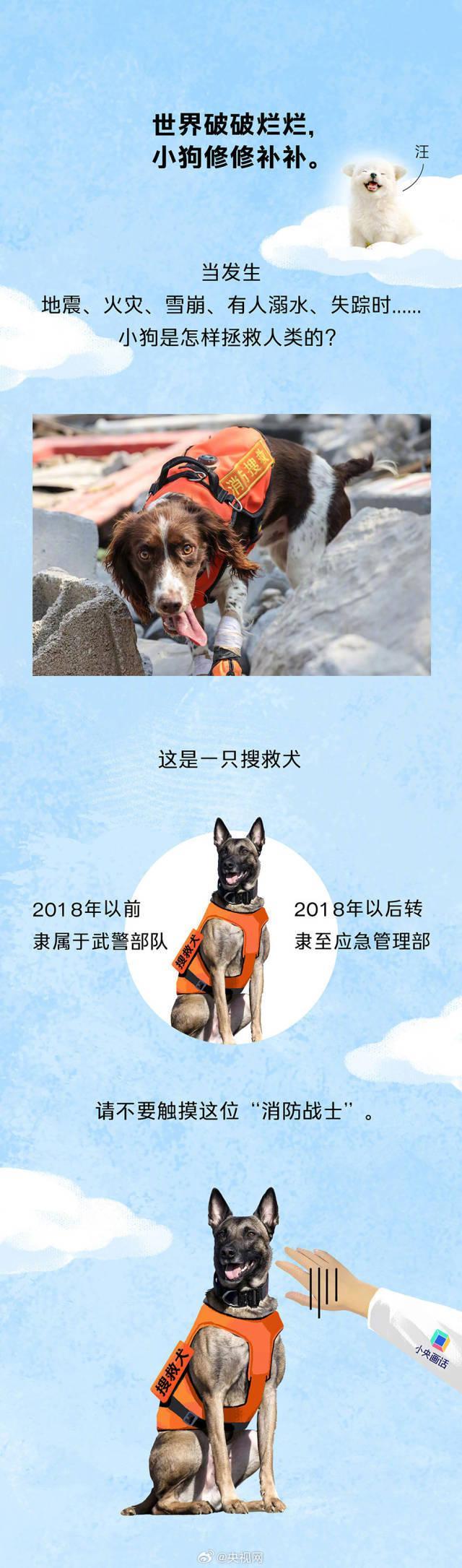 今天是国际搜救犬日，来看一只小狗是怎样成为搜救犬的