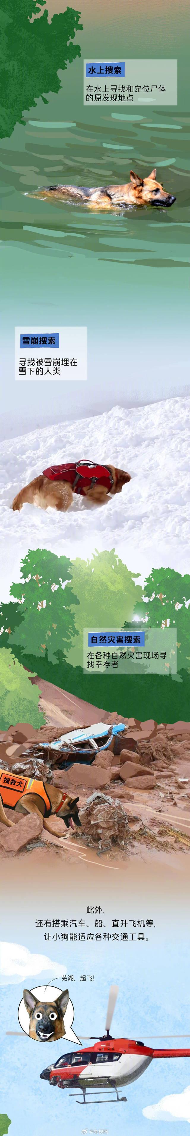 今天是国际搜救犬日，来看一只小狗是怎样成为搜救犬的