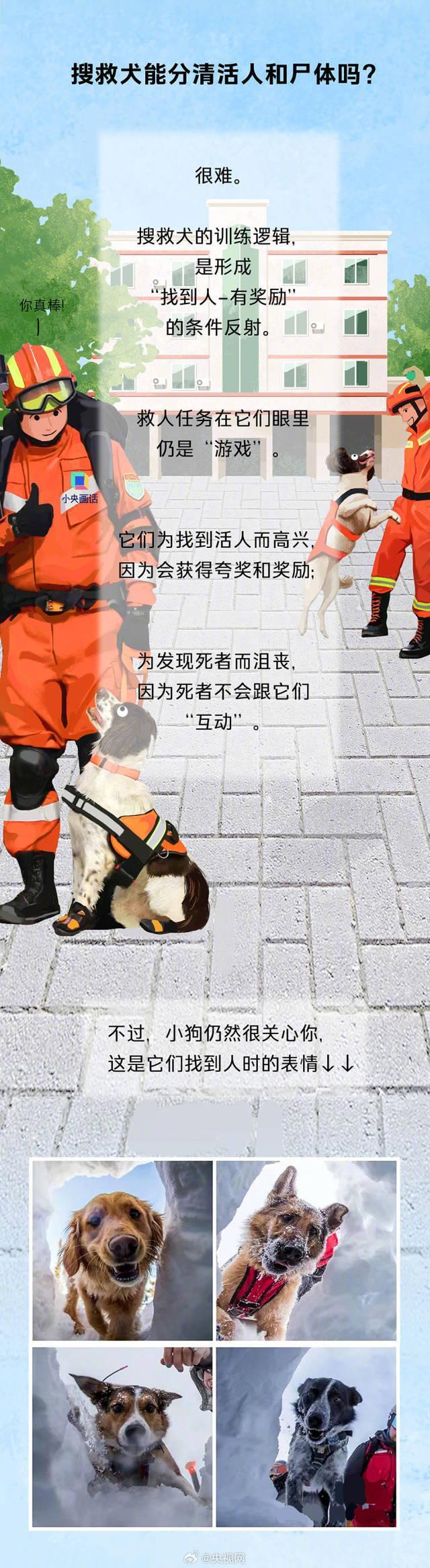 今天是国际搜救犬日，来看一只小狗是怎样成为搜救犬的