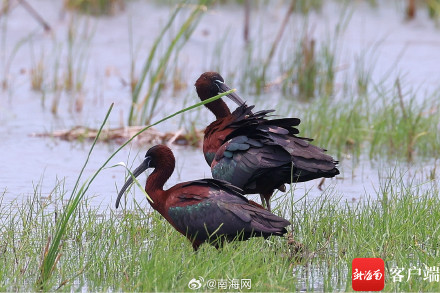 国家一级保护野生动物彩鹮现身海南昌江