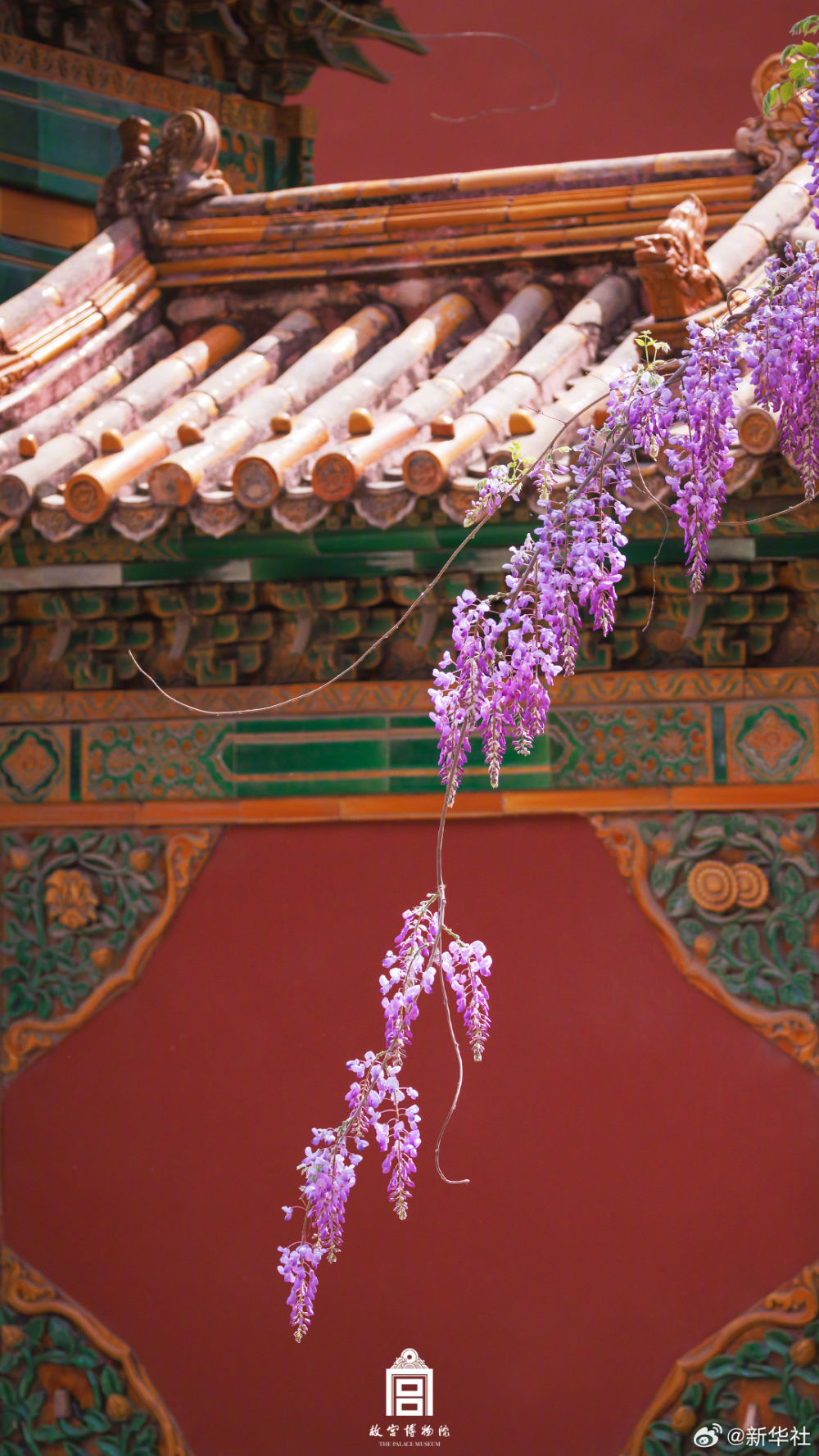 浪漫！故宫紫藤花开