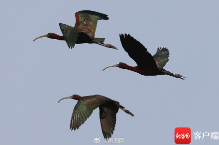 国家一级保护野生动物彩鹮现身海南昌江