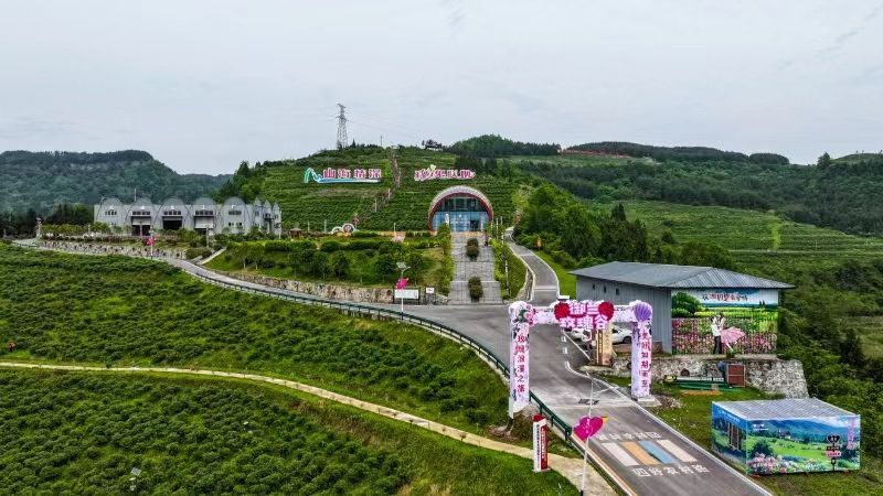 四川宣汉：3000亩玫瑰绽放幸福花