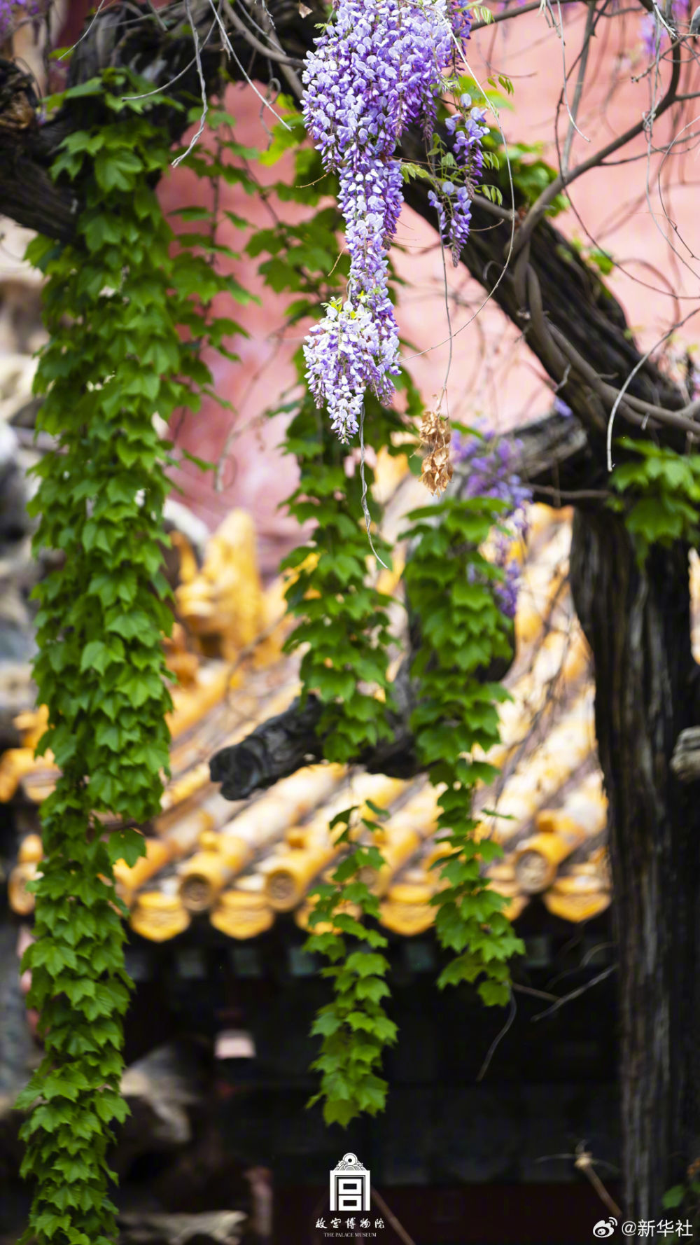 浪漫！故宫紫藤花开