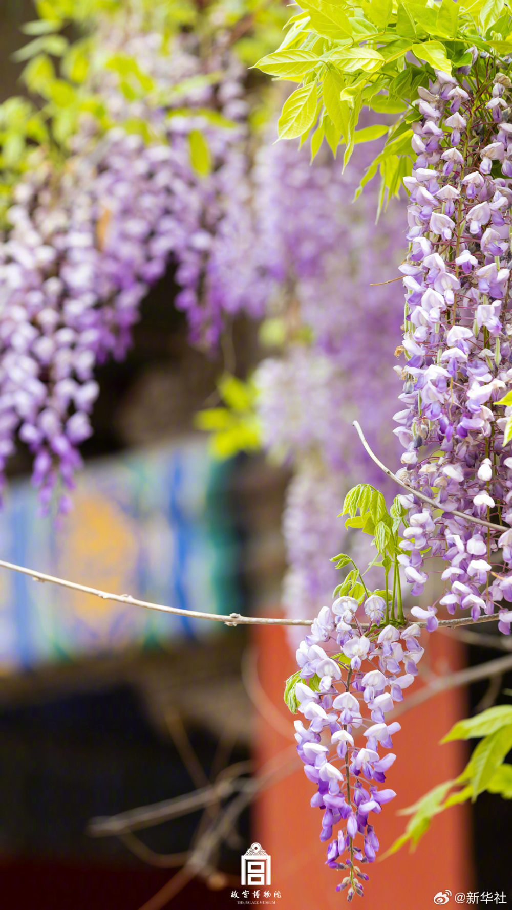 浪漫！故宫紫藤花开