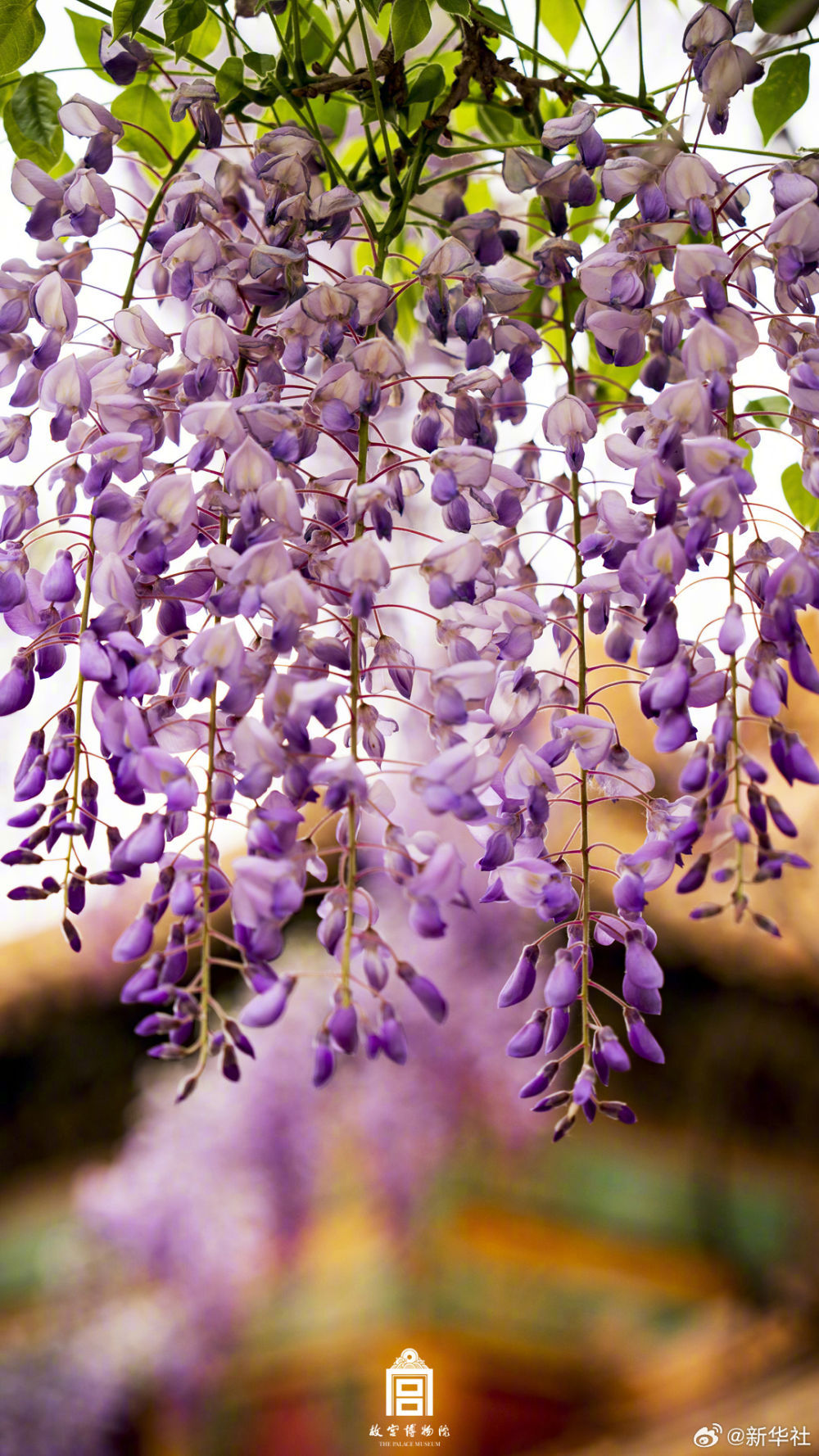 浪漫！故宫紫藤花开
