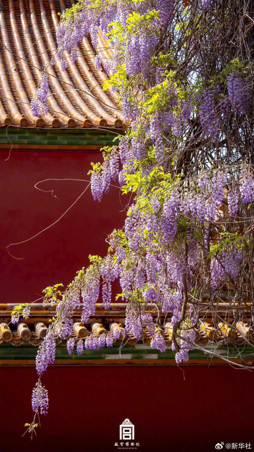浪漫！故宫紫藤花开
