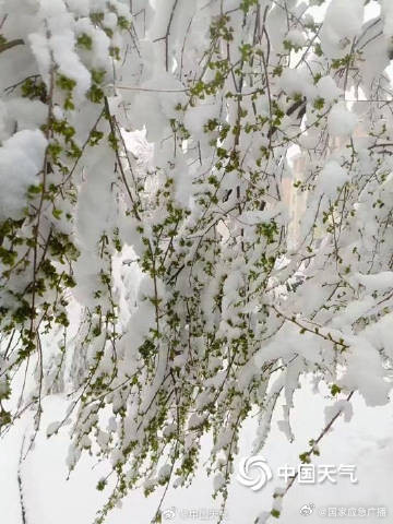 内蒙古局地遭遇4月罕见特大暴雪