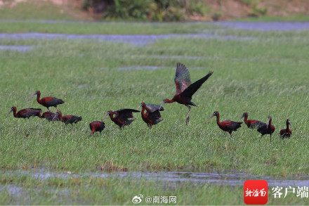 国家一级保护野生动物彩鹮现身海南昌江