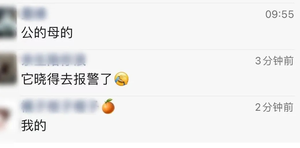 惊了！边牧迷路后竟自己到派出所“报警”