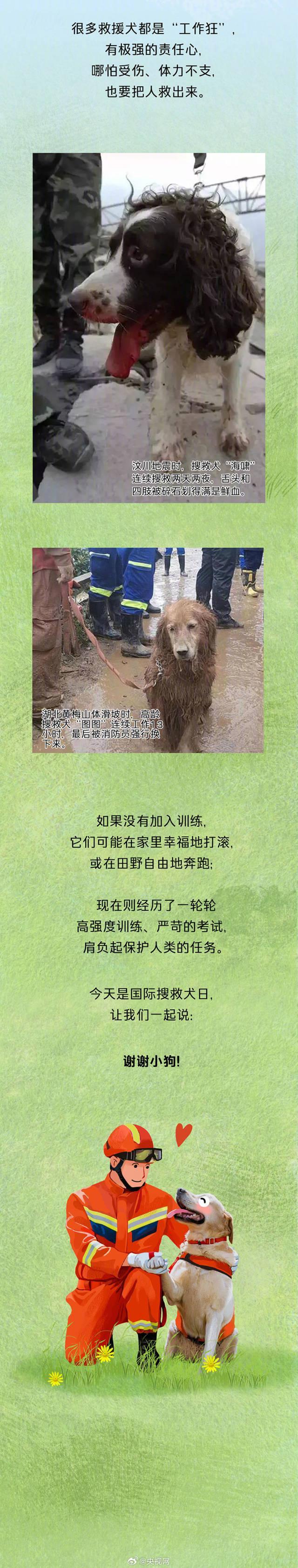 今天是国际搜救犬日，来看一只小狗是怎样成为搜救犬的