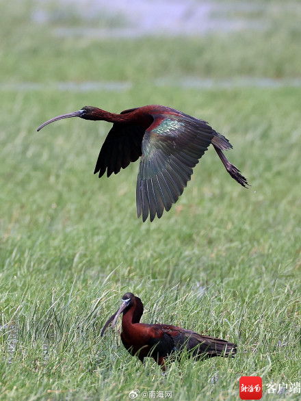 国家一级保护野生动物彩鹮现身海南昌江