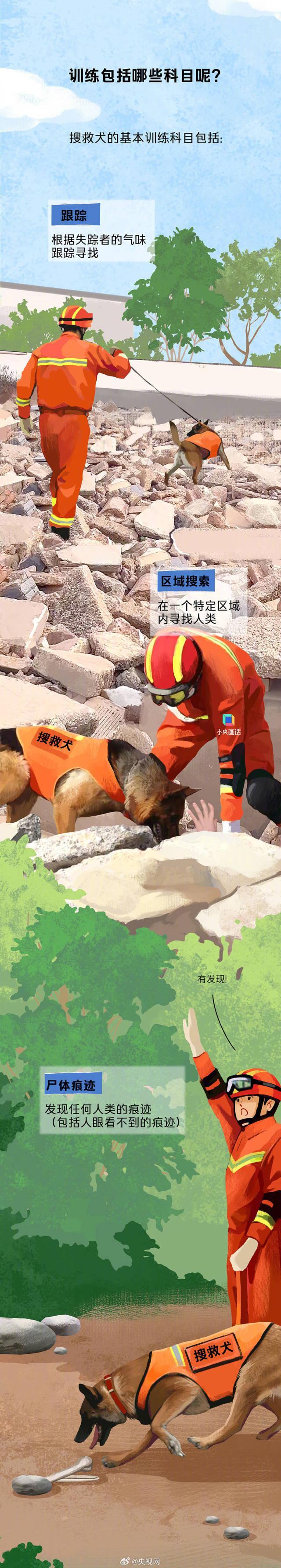 今天是国际搜救犬日，来看一只小狗是怎样成为搜救犬的