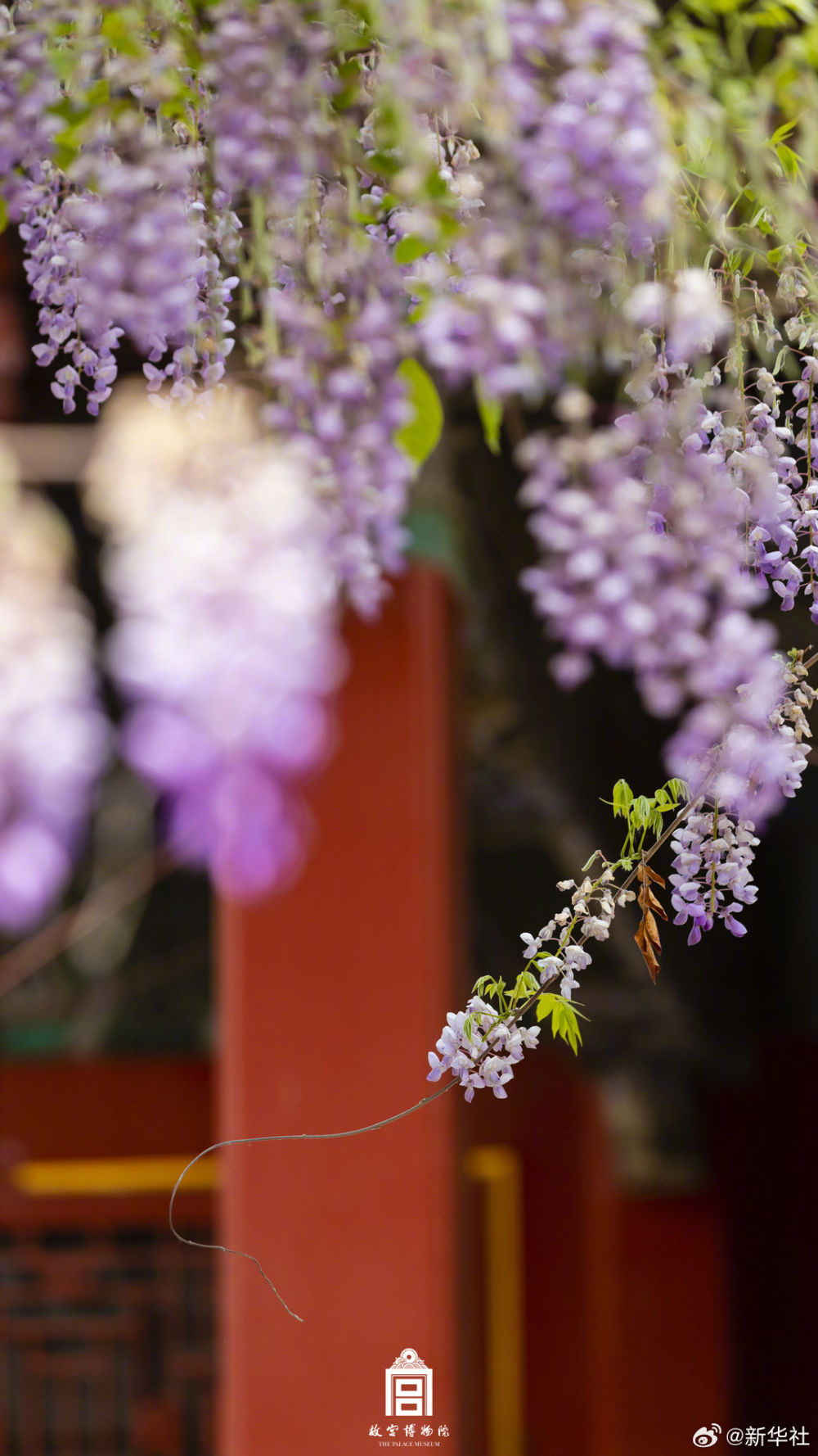 浪漫！故宫紫藤花开