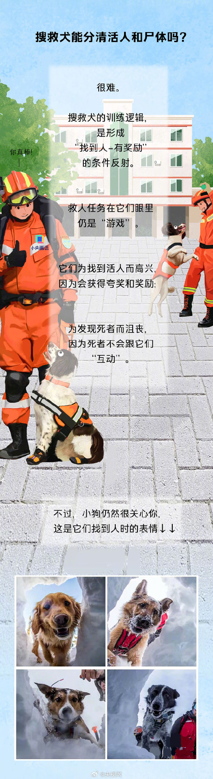 搜救犬的职责不只有震后搜救，还有水上救援、雪上搜救......