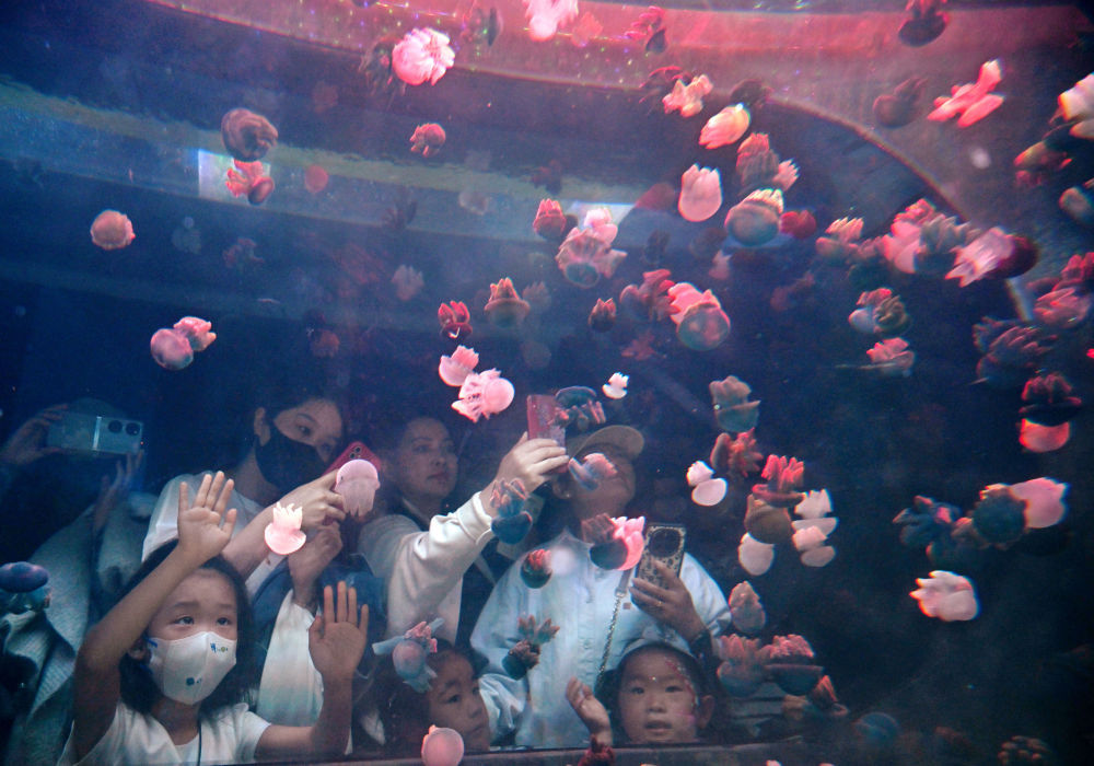 “深海奇幻”赏水母 “深海奇幻”赏水母