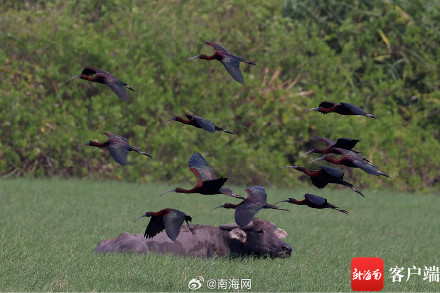 国家一级保护野生动物彩鹮现身海南昌江
