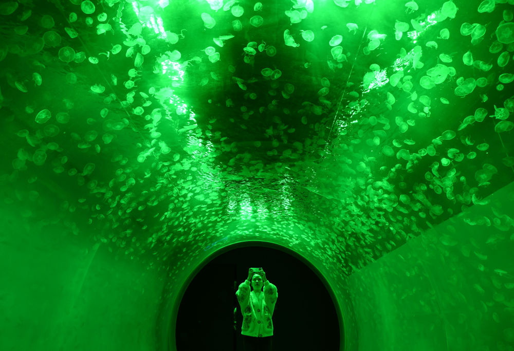 “深海奇幻”赏水母 “深海奇幻”赏水母