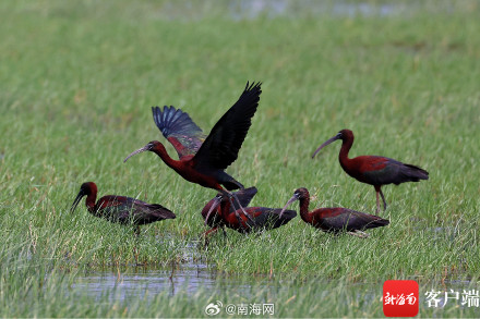 国家一级保护野生动物彩鹮现身海南昌江
