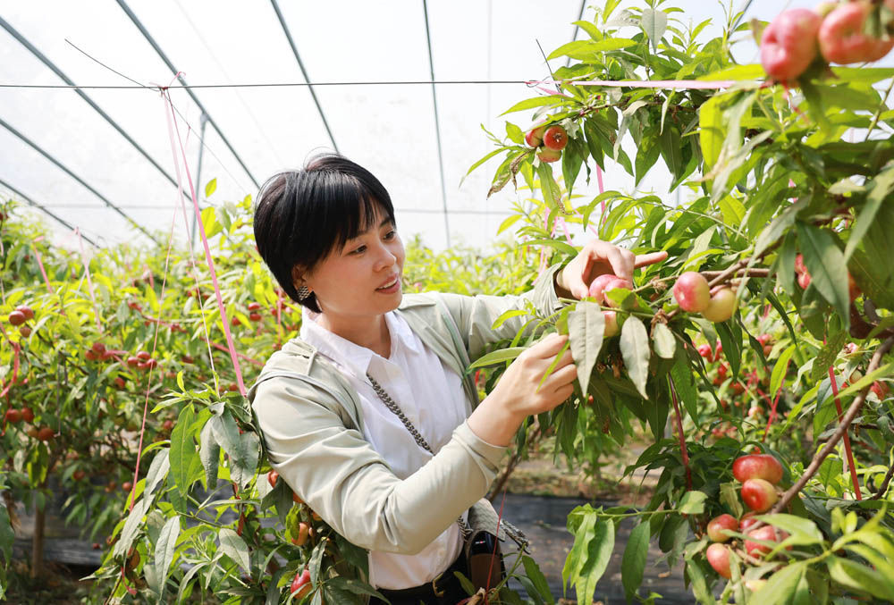 河北广宗:错季水果助农增收 河北广宗:错季水果助农增收