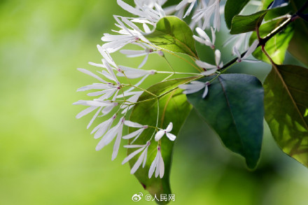 流苏树开花仿佛漫画场景