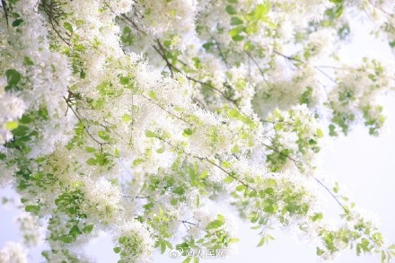 流苏树开花仿佛漫画场景