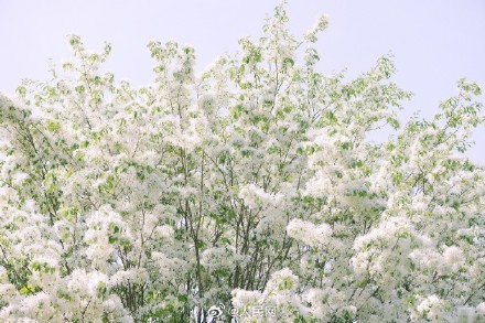 流苏树开花仿佛漫画场景