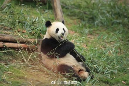 一路平安！大熊猫金喜茱萸启程赴西班牙