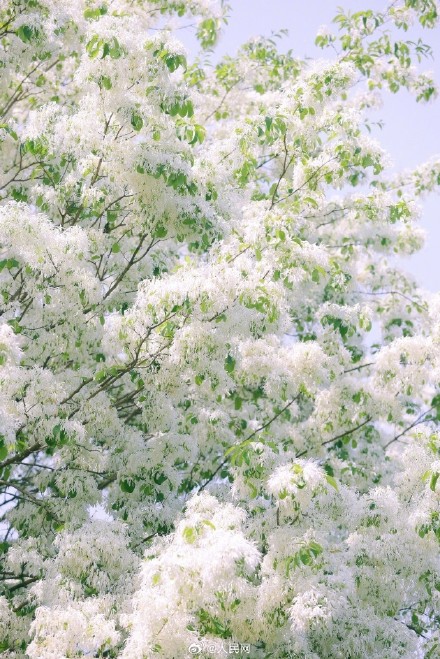 流苏树开花仿佛漫画场景