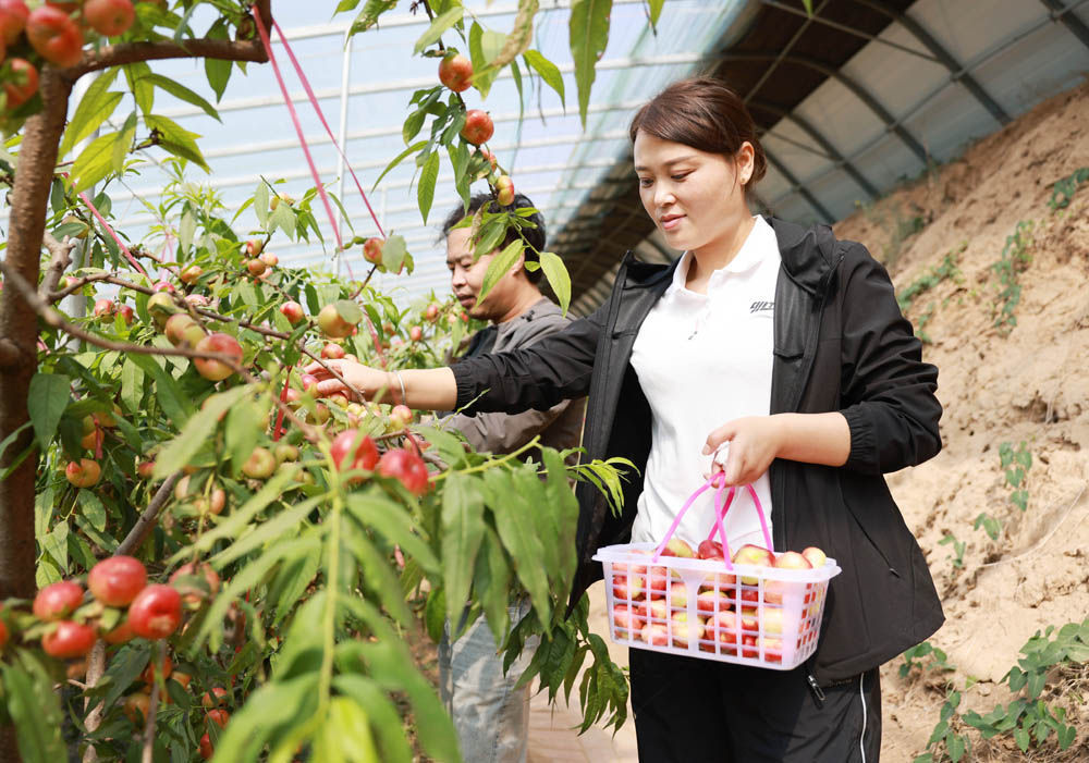 河北广宗:错季水果助农增收 河北广宗:错季水果助农增收