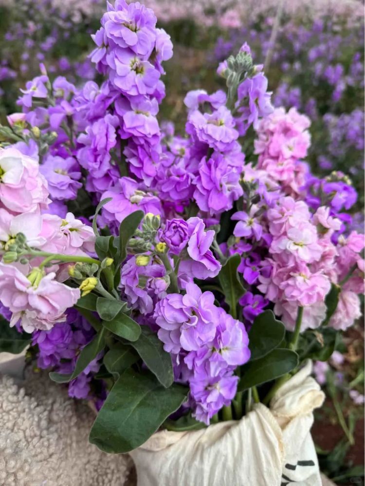 路边的花美爆了,可以摘回家吗?多地这样做 路边的花美爆了,可以摘回家吗?多地这样做