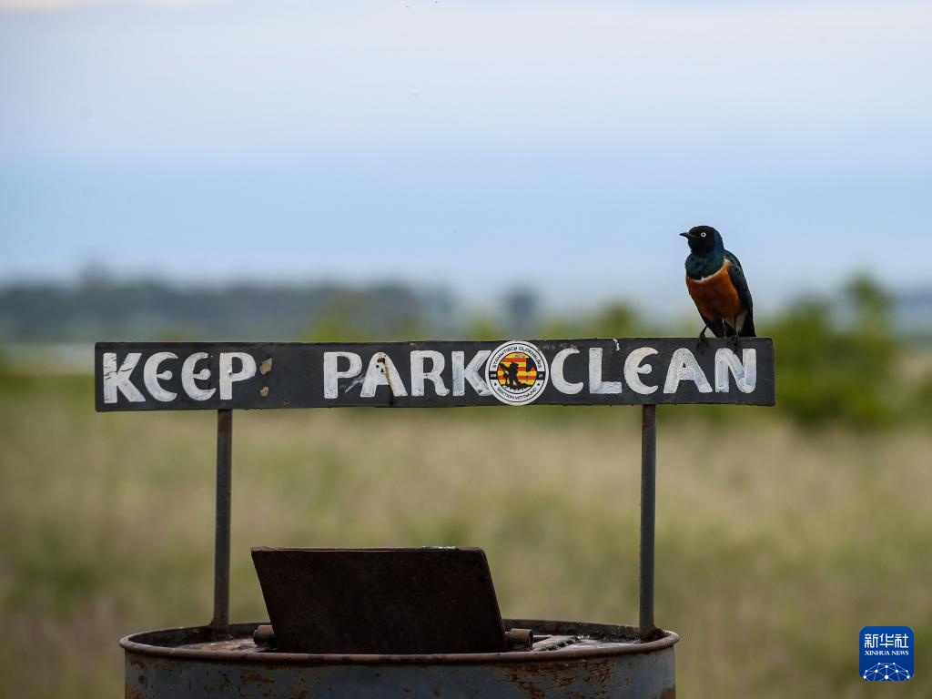 雨季下的肯尼亚安博塞利国家公园