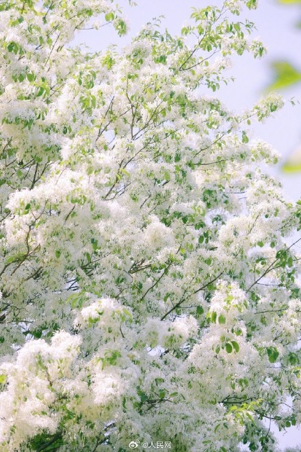 流苏树开花仿佛漫画场景