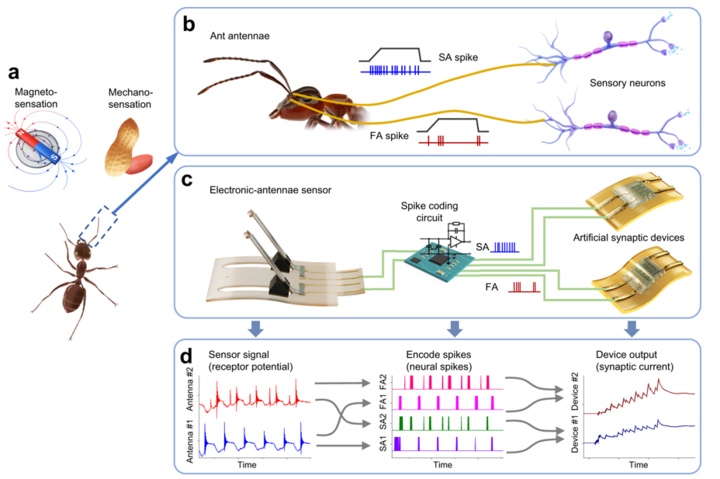 南开大学团队研制出神经形态人工触角系统