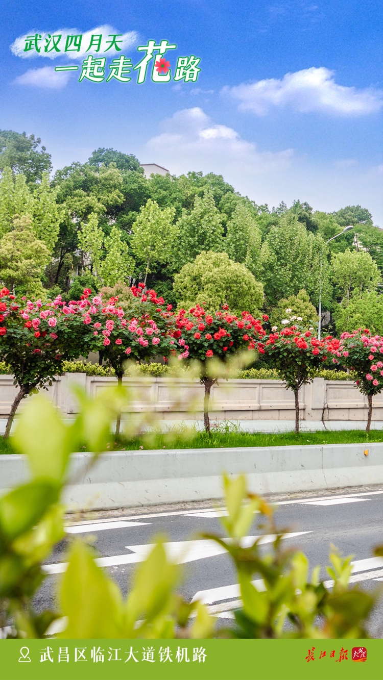 路边的花美爆了,可以摘回家吗?多地这样做 路边的花美爆了,可以摘回家吗?多地这样做
