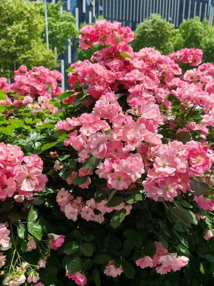 路边的花美爆了,可以摘回家吗?多地这样做 路边的花美爆了,可以摘回家吗?多地这样做