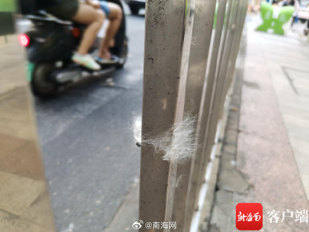 海口街头木棉絮纷飞!过敏人群做好防护 海口街头木棉絮纷飞!过敏人群做好防护
