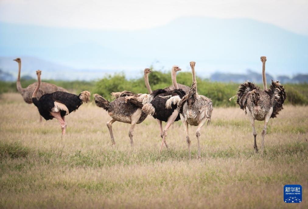 雨季下的肯尼亚安博塞利国家公园