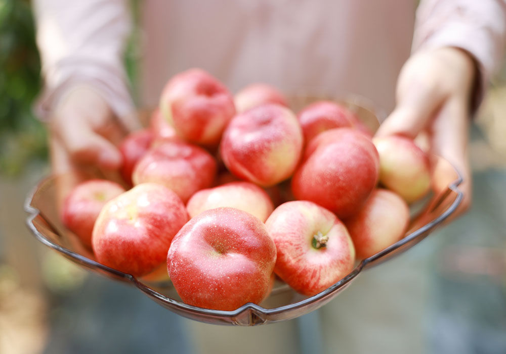 河北广宗:错季水果助农增收 河北广宗:错季水果助农增收