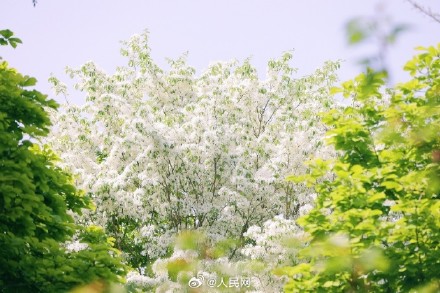 流苏树开花仿佛漫画场景
