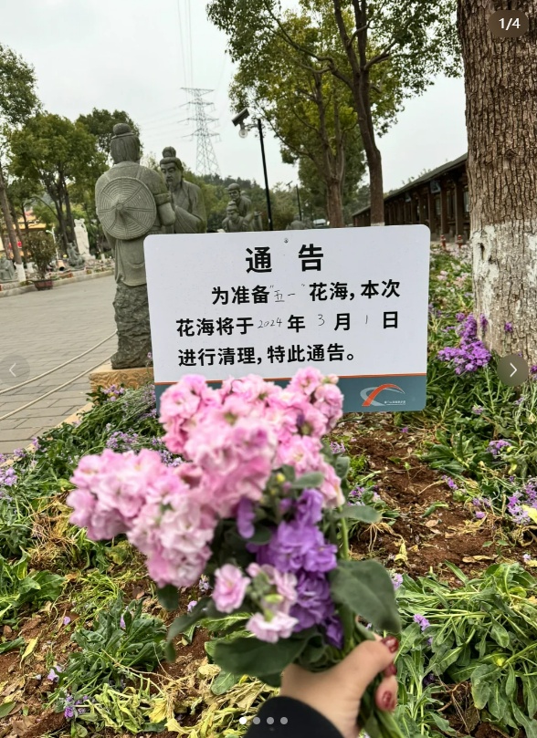 路边的花美爆了,可以摘回家吗?多地这样做 路边的花美爆了,可以摘回家吗?多地这样做