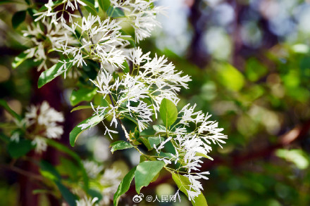 流苏树开花仿佛漫画场景