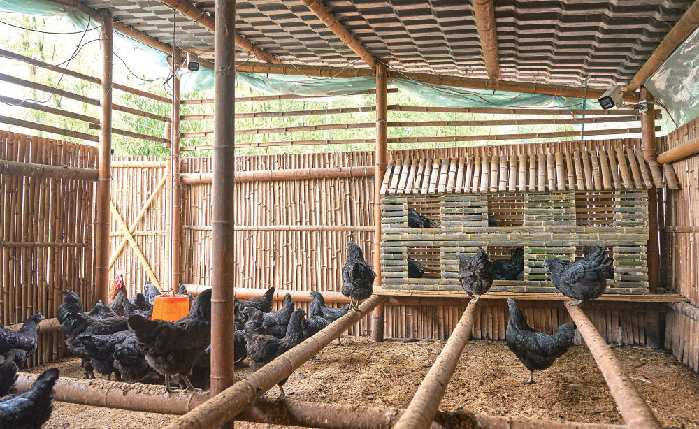 养乌骨鸡有了AI管家 养乌骨鸡有了AI管家